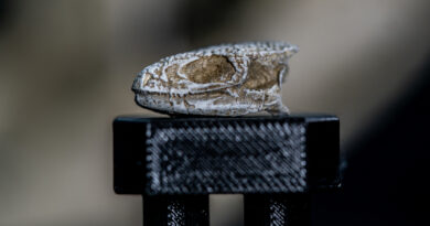 Descubren restos de 70 millones de años de la lagartija más completa de Sudamérica que convivió con los dinosaurios