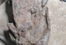 Hallan en la Patagonia argentina el cráneo completo de una especie de plesiosaurio de 66 millones de años