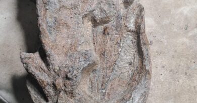 Hallan en la Patagonia argentina el cráneo completo de una especie de plesiosaurio de 66 millones de años