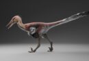 Nueva especie de dinosaurio argentino: hallan un raptor de 70 millones de años en la Cordillera de los Andes