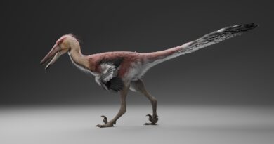 Nueva especie de dinosaurio argentino: hallan un raptor de 70 millones de años en la Cordillera de los Andes